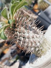 【希少品種】Pachypodium namaquanum-光堂 - パキポディウム　ナマクアナム