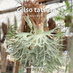 ヨシムラ植物商店 - メルカリShops