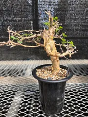 コミフォラ　ストックシアナ　現地球　発根済み　白　ぺりぺり コミフォラ ストックシアナ 現地球 発根済み 白 ぺりぺり