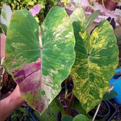 脇芽アリ】アロカシア ワトソニアナ ピンク斑入り Alocasia watsoniana