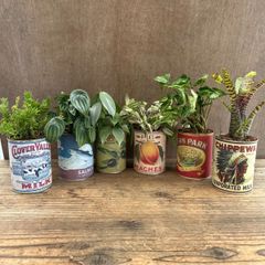 【サンプル】缶プランツ　6個セット ペペロミアサンデルシー フィロデンドロンシルバーメタル シンゴニュウム トランディスカンティア リプサリスメセンブリアンティモイデス ネオレゲリアハイブリッド グリーン  観葉植物 観葉 植物 インテリア