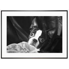 動物写真 犬 ボストンテリア インテリアアートポスター写真額装 ASAS1203