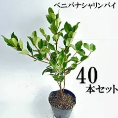 【40本セット】ベニバナシャリンバイ樹高0.4ｍ前後15cmポット