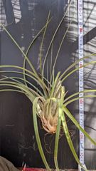 ペナンピーチ 希少 エアプランツ Tillandsia Pachara - メルカリ