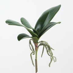 球根ウォースレヤ プロセラ ブルーアマリリス Worsleya procera - メルカリ