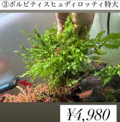 専用ページ　イベント水草  ミクロソリウム流木、ボルビティスヒュディロッティ　特大株