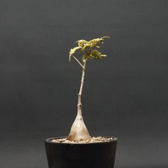 "Cyphostemma laza" キフォステンマ ラザ 管理2226