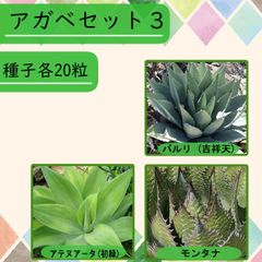 【種子】アガベSET3 3種20粒 全60粒