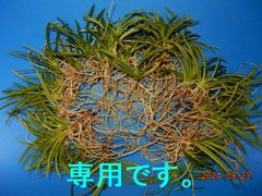香りのラン　風蘭