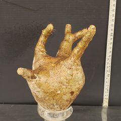 J519【最新到着】Pachypodium　グラキリス（S）（現地球・抜き苗）【塊根植物】パキポディウム　グラキリス