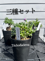 コウ様専用‼️ トリコディアデマ　三種セット　抜き苗