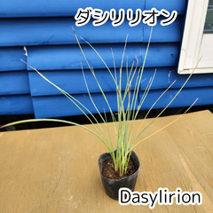 【抜き苗発送】　ダシリリオン　Dasylirion　2025.4.11D1