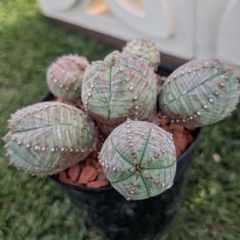 多肉植物ユーフォルビア属オベサブロー