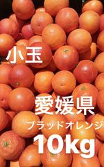 愛媛県産　ブラッドオレンジ　柑橘　10kg