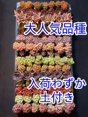 ✨ローズアイスプラム✨ ランダム配送 カット苗 寄せ植え 多肉植物 Amazon.co.jp: お任せカラフルセダム 多肉植物 カット苗 寄せ