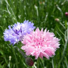 矢車菊（セントーレア）　種30粒　花の種