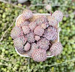 ピンクベリー　超特大群生　エケベリア　韓国苗　多肉植物　グロブローサ交配