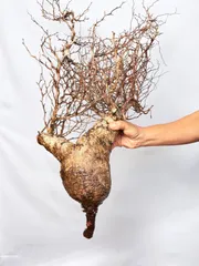 2025年最新】オペルクリカリア パキプス ベアルートの人気