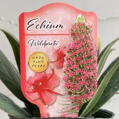 【見元園芸】エキウム・ウィルドプレッティ　3.5号ラベル苗