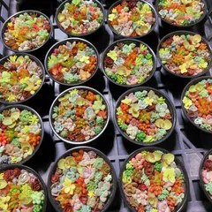 2024年最新】多肉植物セットそのまま飾れるの人気アイテム - メルカリ