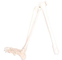 モノライフ 人体模型 下肢骨 大腿骨 脛骨 足骨 模型 等身大 86cm ワイヤーつなぎ モデル 左足