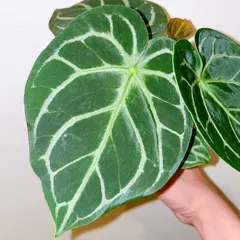 2025年最新】anthurium aceの人気アイテム - メルカリ