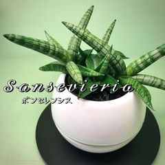 《観葉植物》サンセベリア　4号　ボンセレンシス　底面給水鉢