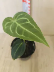 アンスリウム レガレ　グイルディンギー　セット アンスリウム レガレ グイルディンギー セット