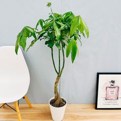 ［現品］33番　パキラ　編み込み　7号  観葉植物　室内　大型　おしゃれ　ねじり　プラコッタ鉢受け皿付き 育てやすい　背高め