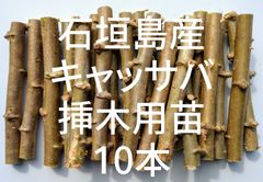 ☆キャッサバ挿木用苗木(穂木)10本入り☆(黄色系スイート種)・沖縄県石垣島産