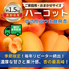 ハーコット～甘さ際立つ生食用杏～【内容量】約1.5kg【配送方法】通常配送【サイズ】当店おまかせ【品目】杏（あんず）【品種】当店お任せ【産地】長野県【規格】ご家庭用A品B品混合【詰め方】パック詰め【配送までの日数】1～4日