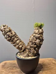 2025年最新】ユーフォルビアムランジーナの人気アイテム - メルカリ