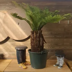 ディクソニア アンタルクティカ - ヤシの木 ソテツ ドラセナ販売