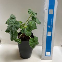 多肉植物　コーデックス　ペラルゴニウム　モリコムム(レア)  抜き苗　根付き