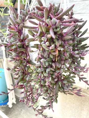 ☆ルビーネックレス☆多肉植物☆紅葉時ルビー色☆寄せ植え☆