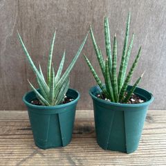 サンセベリア フランシシー2種セット 現品 Sansevieria francisii サンセベリア フランシシー・サンセベリア フランシシー斑入り バリエガタ サンスベリア 観葉植物 観葉 植物 珍奇植物 珍奇 珍しい レア 希少 インテリア グリーン