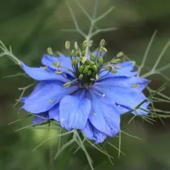 信州産ニゲラ・矢車草・おまけの金梅草 【公式通販】