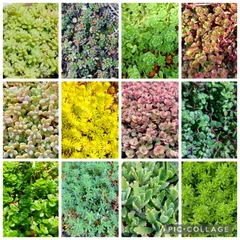 完売　　森で完全野生化！【朧月＊森村万年草】インドの可愛い鉢植え＊大小セットで！ 完売 森で完全野生化！【朧月＊森村万年草】インドの可愛い鉢植え