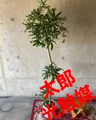 光触媒人工観葉植物ウォールグリーンフェイクフラワーハンドメイド黒竹