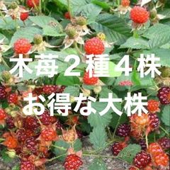 ⭐️木苺苗2種類4株セット(大)⭐️ 2600円→1450円　草苺&苗代苺の抜き苗