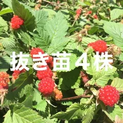 ⭐️草苺苗4株(小)⭐️木苺苗　クサイチゴ苗　くさいちご苗　キイチゴ　木いちご　木イチゴ　野苺　野イチゴ　野いちご　ノイチゴ