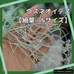 枯れ無し【細葉ウスネオイデス】　６０cm程度（Ｓサイズ）　スパニッシュモス　チランジア　エアプランツ