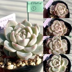 レッドベルベット　多肉植物　抜き苗　エケベリアのサムネイル