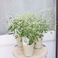 花苗 ユーフォルビア ダイアモンドフロスト 3号 白花 四季咲き 秋までよく咲く ボリューム