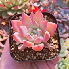 福ROU様