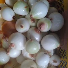 愛媛県産 大きめすもも 2kg 農家直送＊クール便 - メルカリ