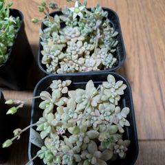 多肉植物 セダム 玉葉 カット苗 - メルカリ