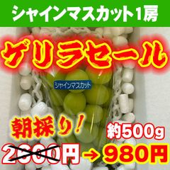 シャインマスカット1房（約500g）【通常の宅急便】山梨県笛吹市産