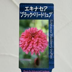 【宿根草】エキナセア・ブラックベリートリュフ　3.5号ラベル苗