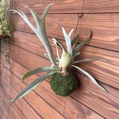 希少‼︎②ビカクシダ◎コウモリラン◎苔玉◎ビーチー